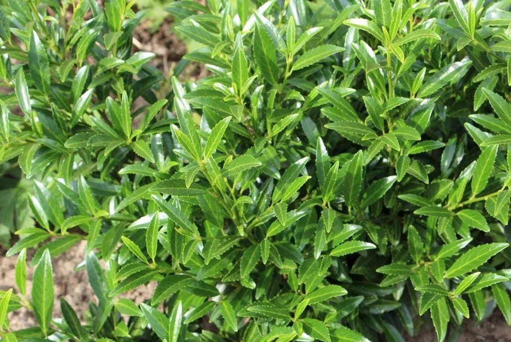 Laurierkers (Prunus Laurocerasus 'Sofia') 2 Laurierkers (Prunus Laurocerasus 'Sofia') - Afbeelding 2