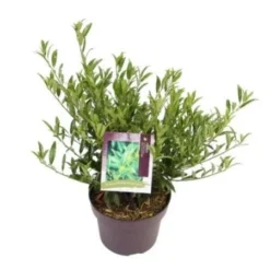 Laurierkers (Prunus Laurocerasus 'Sofia') 5 Laurierkers (Prunus Laurocerasus 'Sofia') -Aanbiedingen Tuin Verrassing Winkel prunuslsofia03