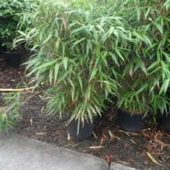 Bamboe (Pseudosasa Japonica) 11 Bamboe (Pseudosasa Japonica) -Aanbiedingen Tuin Verrassing Winkel pseudosasa japonica 150 175 c25