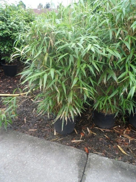 Bamboe (Pseudosasa Japonica) 4 Bamboe (Pseudosasa Japonica) - Afbeelding 4