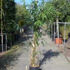 Bamboe (Pseudosasa Japonica) 15 Bamboe (Pseudosasa Japonica) -Aanbiedingen Tuin Verrassing Winkel pseudosasa japonica 150 200 c20