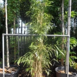Bamboe (Pseudosasa Japonica) 12 Bamboe (Pseudosasa Japonica) -Aanbiedingen Tuin Verrassing Winkel pseudosasa japonica 175 200 c25