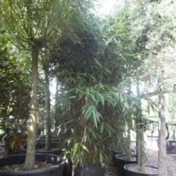 Bamboe (Pseudosasa Japonica) 13 Bamboe (Pseudosasa Japonica) -Aanbiedingen Tuin Verrassing Winkel pseudosasa japonica 200 300 c240 extra