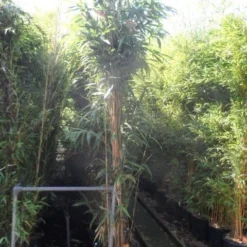 Bamboe (Pseudosasa Japonica) 14 Bamboe (Pseudosasa Japonica) -Aanbiedingen Tuin Verrassing Winkel pseudosasa japonica 250 300 c35