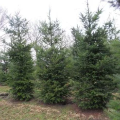 Douglasspar (Pseudotsuga Menziessii) -Aanbiedingen Tuin Verrassing Winkel pseudotsuga menziesii 500