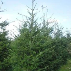 Douglasspar (Pseudotsuga Menziessii) -Aanbiedingen Tuin Verrassing Winkel pseudotsuga menzisii 400 450