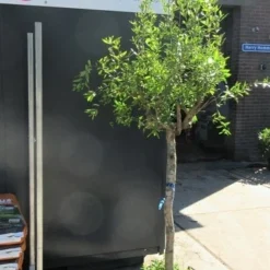 Granaatappel Op Stam (Punica Granatum) -Aanbiedingen Tuin Verrassing Winkel punica01