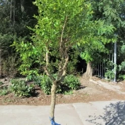 Granaatappel Op Stam (Punica Granatum) -Aanbiedingen Tuin Verrassing Winkel punica03