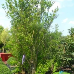 Granaatappel Als Struik (Punica Granatum) -Aanbiedingen Tuin Verrassing Winkel punica granatum 250 300 c285 meerstammig