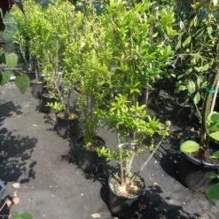 Granaatappel Als Struik (Punica Granatum) -Aanbiedingen Tuin Verrassing Winkel punica granatum 80 100 125 c12