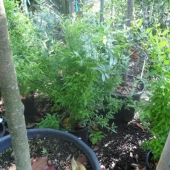 Granaatappel Als Struik (Punica Granatum) -Aanbiedingen Tuin Verrassing Winkel punica granatum c10