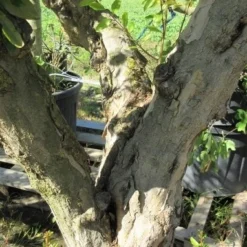 Granaatappel Op Stam (Punica Granatum) -Aanbiedingen Tuin Verrassing Winkel punicaoud03 1