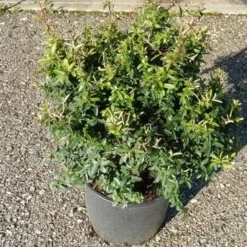 Vuurdoorn Als Bol (Pyracantha 'Navaho') -Aanbiedingen Tuin Verrassing Winkel pyracantha navaho 4