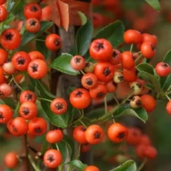 Vuurdoorn (Pyracantha 'Orange Glow') -Aanbiedingen Tuin Verrassing Winkel pyracantha orange glow 10 1
