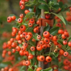 Vuurdoorn (Pyracantha 'Orange Glow') -Aanbiedingen Tuin Verrassing Winkel pyracantha orange glow 11 1