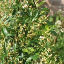 Vuurdoorn (Pyracantha 'Orange Glow') -Aanbiedingen Tuin Verrassing Winkel pyracantha orange glow 1