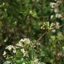 Vuurdoorn (Pyracantha 'Orange Glow') -Aanbiedingen Tuin Verrassing Winkel pyracantha orange glow 2 1