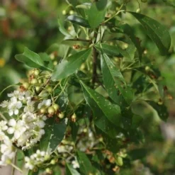 Vuurdoorn (Pyracantha 'Orange Glow') -Aanbiedingen Tuin Verrassing Winkel pyracantha orange glow 3