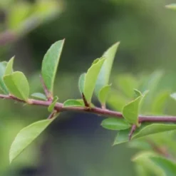 Vuurdoorn (Pyracantha 'Orange Glow') -Aanbiedingen Tuin Verrassing Winkel pyracantha orange glow 4 1