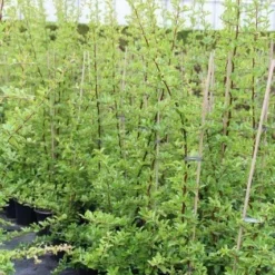 Vuurdoorn (Pyracantha 'Orange Glow') -Aanbiedingen Tuin Verrassing Winkel pyracantha orange glow 6