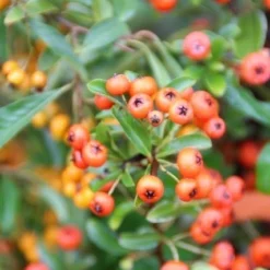 Vuurdoorn (Pyracantha 'Orange Glow') -Aanbiedingen Tuin Verrassing Winkel pyracantha orange glow 7