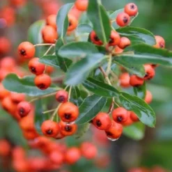 Vuurdoorn (Pyracantha 'Orange Glow') -Aanbiedingen Tuin Verrassing Winkel pyracantha orange glow 8 1