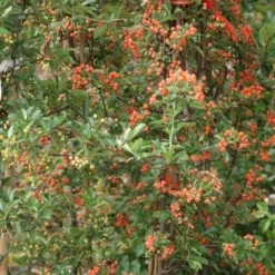 Vuurdoorn (Pyracantha 'Orange Glow') -Aanbiedingen Tuin Verrassing Winkel pyracantha orange glow 9 1