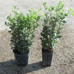 Steeneik Als Struik (Quercus Ilex) -Aanbiedingen Tuin Verrassing Winkel quercus ilex 1