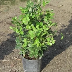 Steeneik Als Struik (Quercus Ilex) -Aanbiedingen Tuin Verrassing Winkel quercus ilex 60 80