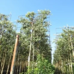 Steeneik Als Leiboom (Quercus Ilex) 15 Steeneik Als Leiboom (Quercus Ilex) -Aanbiedingen Tuin Verrassing Winkel quercus ilex 8 10 leivorm