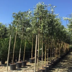 Steeneik Als Leiboom (Quercus Ilex) 17 Steeneik Als Leiboom (Quercus Ilex) -Aanbiedingen Tuin Verrassing Winkel quercus ilex 8 10 leivorm 1