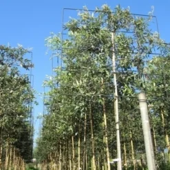 Steeneik Als Leiboom (Quercus Ilex) 12 Steeneik Als Leiboom (Quercus Ilex) -Aanbiedingen Tuin Verrassing Winkel quercus ilex 8 10 leivorm 2