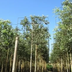 Steeneik Als Leiboom (Quercus Ilex) 13 Steeneik Als Leiboom (Quercus Ilex) -Aanbiedingen Tuin Verrassing Winkel quercus ilex 8 10 leivorm 3