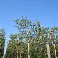 Steeneik Als Leiboom (Quercus Ilex) 14 Steeneik Als Leiboom (Quercus Ilex) -Aanbiedingen Tuin Verrassing Winkel quercus ilex 8 10 leivorm 4