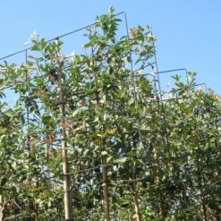 Steeneik Als Leiboom (Quercus Ilex) 16 Steeneik Als Leiboom (Quercus Ilex) -Aanbiedingen Tuin Verrassing Winkel quercus ilex 8 10 leivorm 5