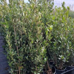 Steeneik Als Struik (Quercus Ilex) -Aanbiedingen Tuin Verrassing Winkel quercusilex steeneik voorraad02b