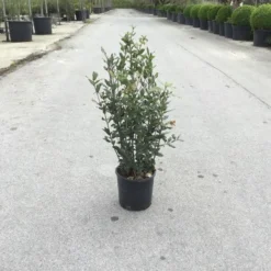 Steeneik Als Struik (Quercus Ilex) -Aanbiedingen Tuin Verrassing Winkel quercusilex struikv01