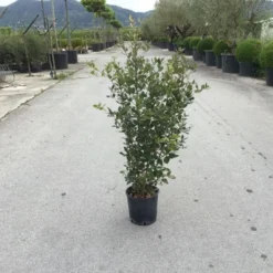Steeneik Als Struik (Quercus Ilex) -Aanbiedingen Tuin Verrassing Winkel quercusilex struikv02