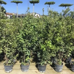Steeneik Als Struik (Quercus Ilex) -Aanbiedingen Tuin Verrassing Winkel quercusilex struikv09