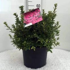 Japanse Azalea (Rhododendron 'Madame Van Hecke') -Aanbiedingen Tuin Verrassing Winkel r. aj mme van hecke c10