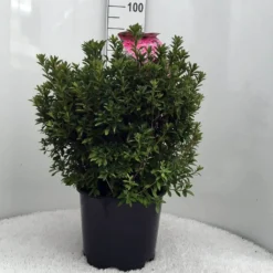 Japanse Azalea (Rhododendron 'Madame Van Hecke') -Aanbiedingen Tuin Verrassing Winkel r. aj mme van hecke c15