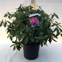 Rhododendron (Rhododendron Catawbiense 'Grandiflorum') -Aanbiedingen Tuin Verrassing Winkel r. cat. grandiflorum c30