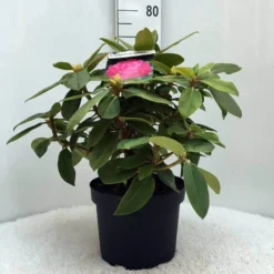 Rhododendron (Rhododendron 'Germania') -Aanbiedingen Tuin Verrassing Winkel r. germania c10 50 cm