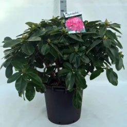 Rhododendron (Rhododendron 'Germania') -Aanbiedingen Tuin Verrassing Winkel r. germania c30