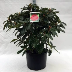 Rhododendron (Rhododendron 'Halfdan Lem') -Aanbiedingen Tuin Verrassing Winkel r. halfdan lem c40