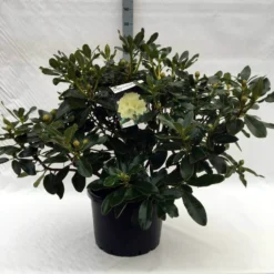 Rhododendron (Rhododendron 'Horizon Monarch') -Aanbiedingen Tuin Verrassing Winkel r. horizon monarch c40