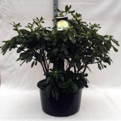 Rhododendron (Rhododendron 'Horizon Monarch') -Aanbiedingen Tuin Verrassing Winkel r. horizon monarch c80