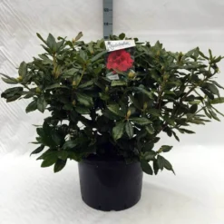 Rhododendron (Rhododendron 'Lord Roberts') -Aanbiedingen Tuin Verrassing Winkel r. lord roberts c40
