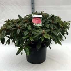 Rhododendron (Rhododendron 'Marie Forte') 20 Rhododendron (Rhododendron 'Marie Forte') -Aanbiedingen Tuin Verrassing Winkel r. marie forte c40