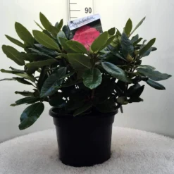 Rhododendron (Rhododendron 'American Beauty') -Aanbiedingen Tuin Verrassing Winkel r. p.a. beauty c20